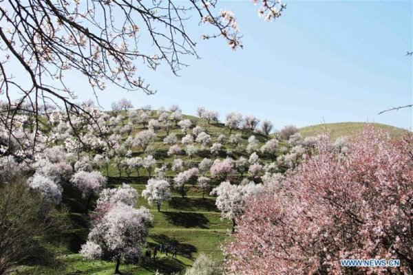 Весна в Ташкенте