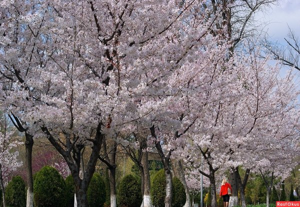 Ташкент весной