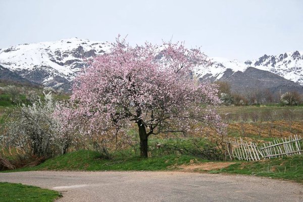 Весна в Узбекистане картинки