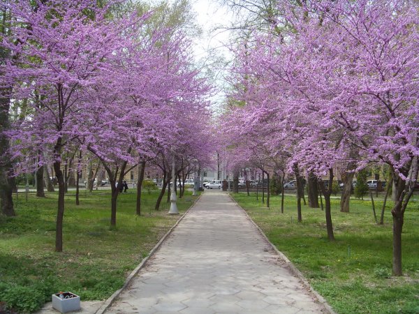 Весна в Узбекистане