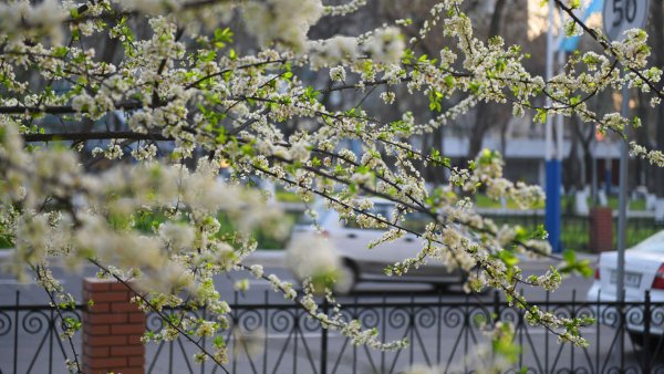 Весна в Ташкенте