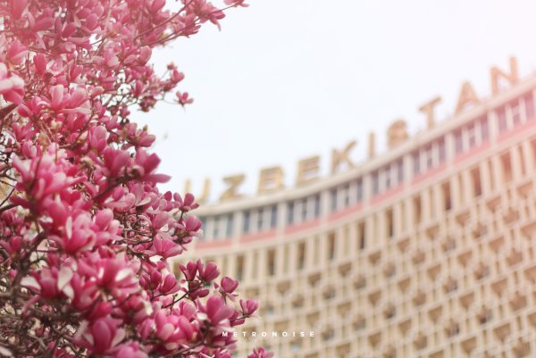 Урюк цветет в Ташкенте