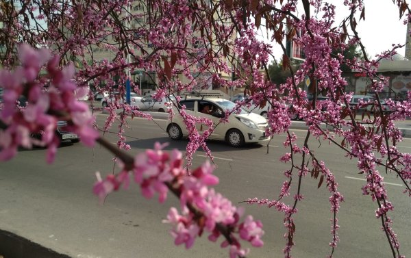 Весна в Ферганской долине Узбекистан