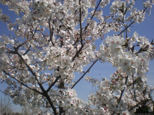 Весна в Самарканде