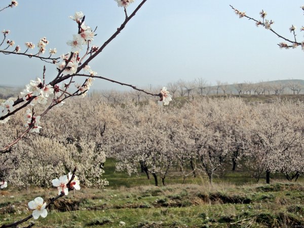 Узбекистан весной Навруз
