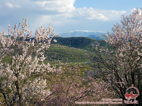 Подснежник Тянь Шаня