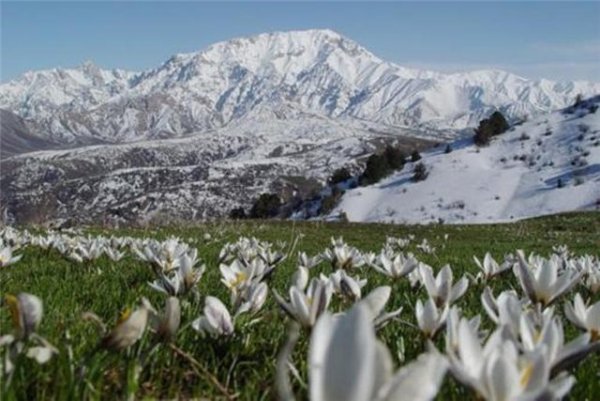 Горы Ташкент Vesna