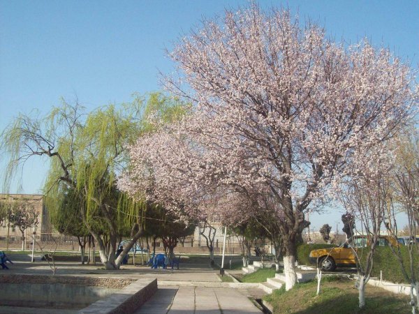 Весна в Ташкенте