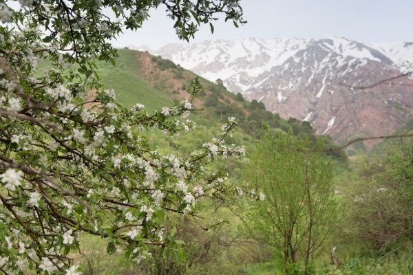 Самарканд Узбекистан природа