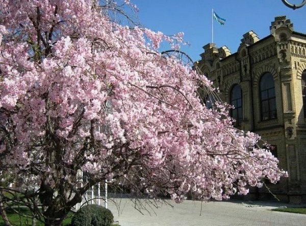 В есна Навруз Ташкент есна