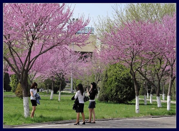 Ташкент весной