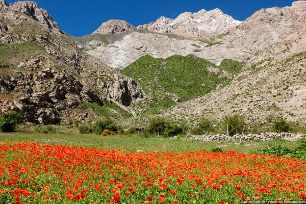 Чимган тюльпаны