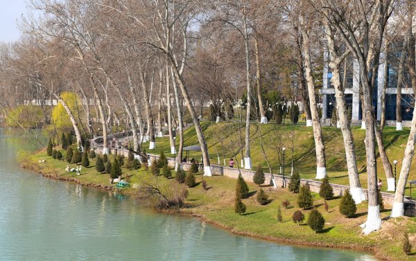 Абрикос цветет Таджикистан горы