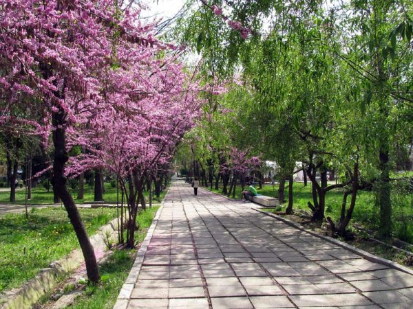 Цветущие сады Узбекистана