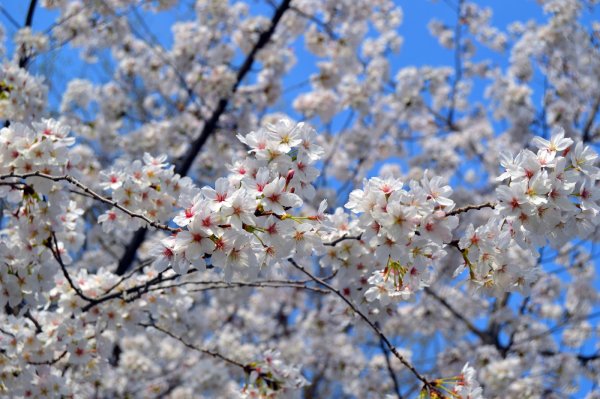 Анхор Ташкент