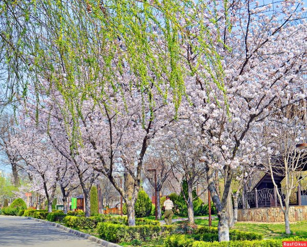 Горы Чимган Узбекистан