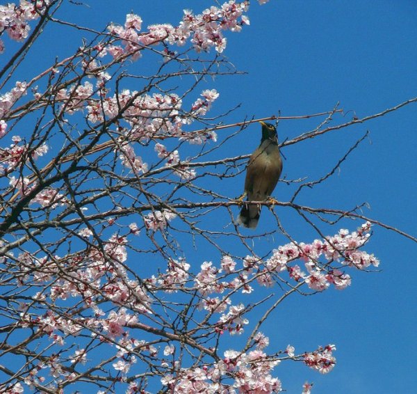 Чимганские горы Узбекистан тюльпаны