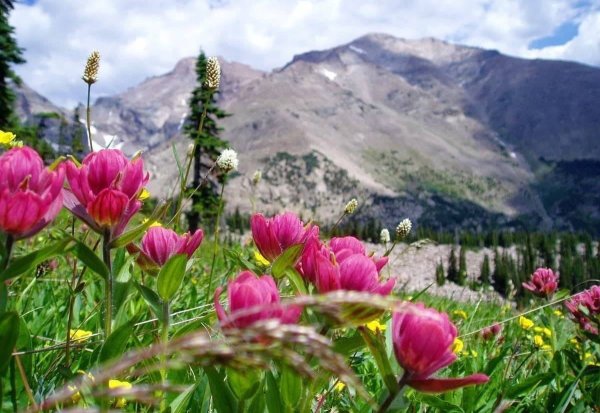 Таджикистан Душанбе Весна