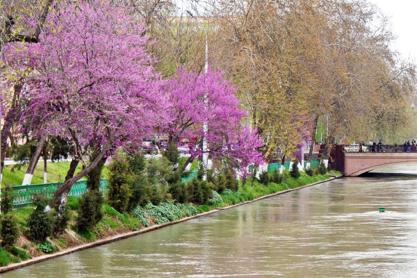 Весна в Ташкенте