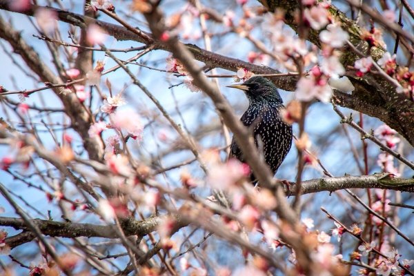 Птицы весной