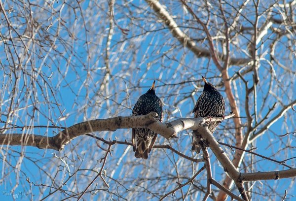 Скворцы прилетели