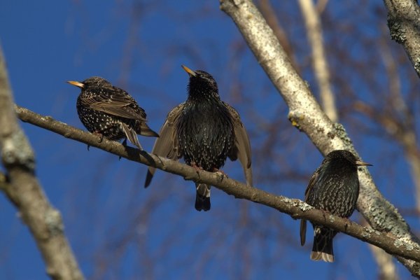 Скворец в Удмуртии
