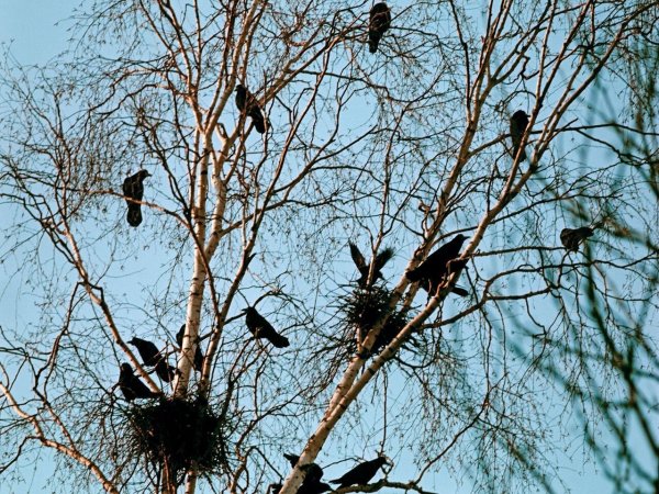 Весна прилет птиц