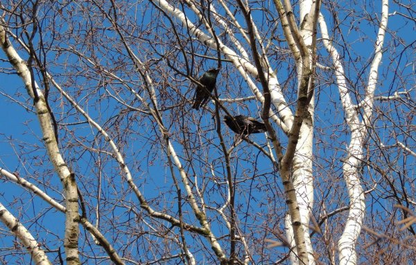 Весна березы скворец