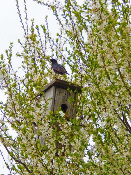 Весенний прилет Скворцов
