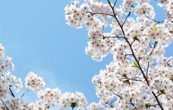 Вишневое дерево цветение