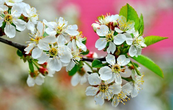 Яблоня Эмпайр