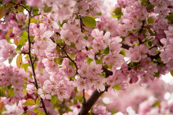 Цветущая вишня на солнце