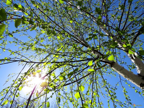 Солнечный весенний день