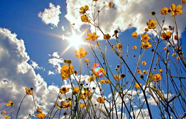 Весеннее утро