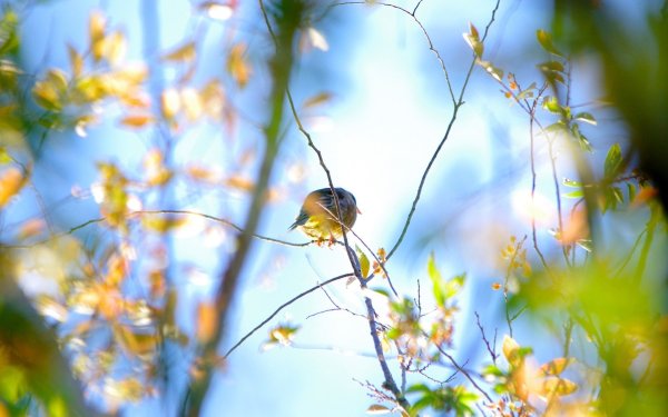 Весенняя природа солнце