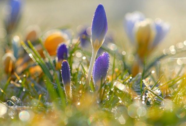 Природа зелень