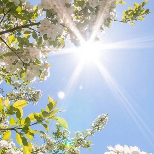 Цветы в лучах утреннего солнца