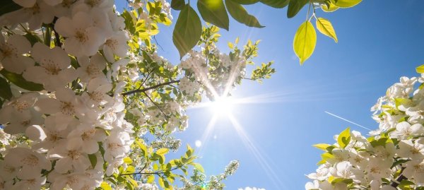 Утро солнце Весна