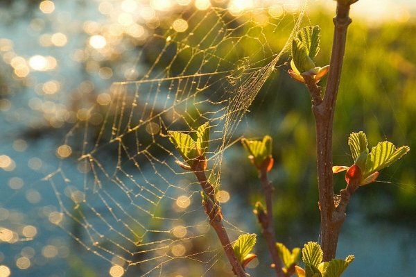 Яблоневый сад вишневый сад