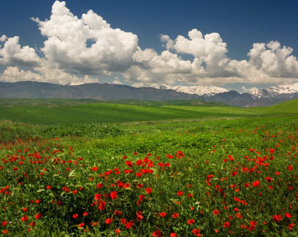 Маковые поля в Таджикистане