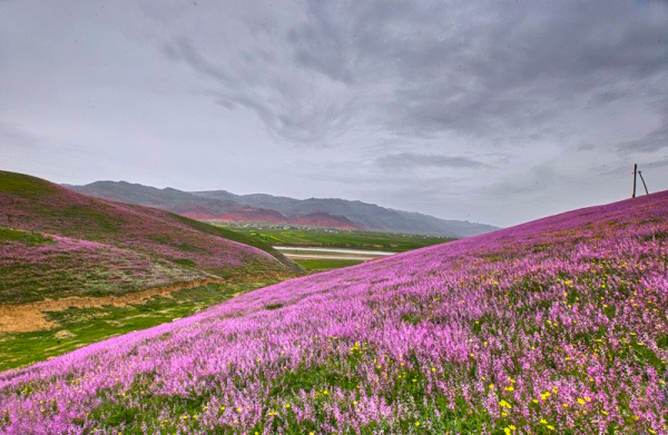 Природа Таджикистана Лола