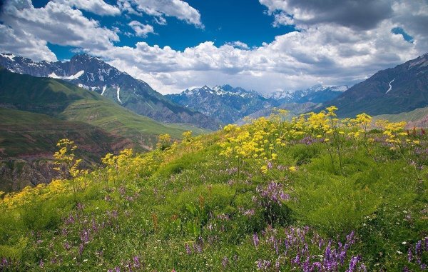 Узбекистан Альпийские Луга