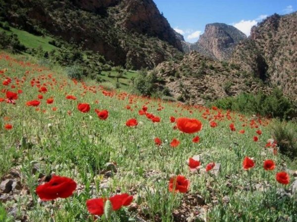 Чимган Узбекистан весной