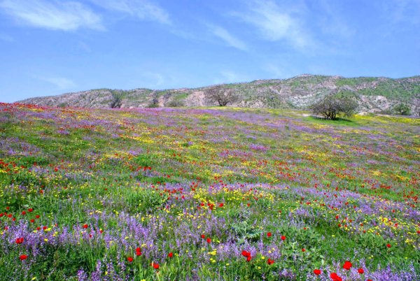 Чимганские горы Узбекистан тюльпаны