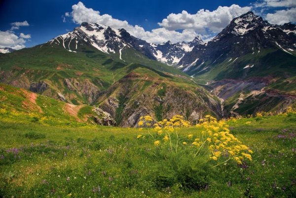 Памир цветет Мак