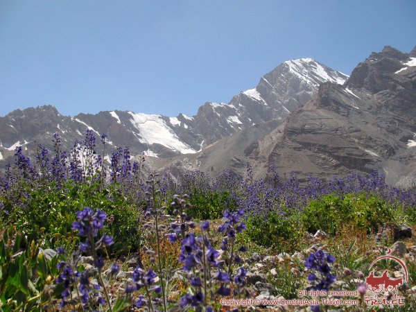 Черные тюльпаны Абхазия Альпийские Луга