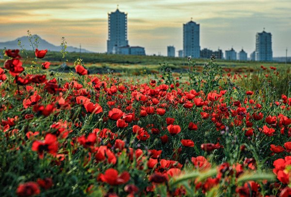 Маковые поля в Туркменистане