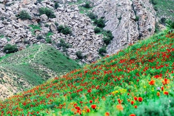 Заповедник Бадхыз в Туркменистане