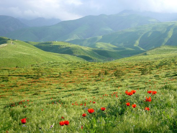 Бадхызский заповедник Туркменистана