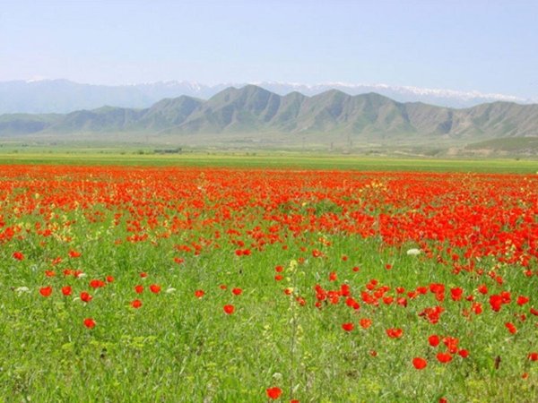 Маковые поля Туркмении